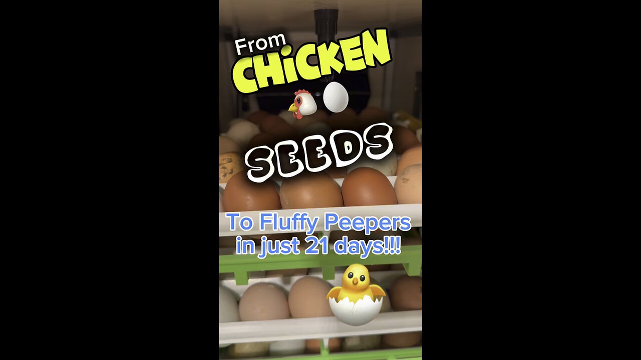 GOD said, “Be fruitful and multiply”…the chickens understood the assignment.