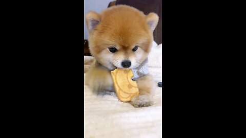 cute Dog