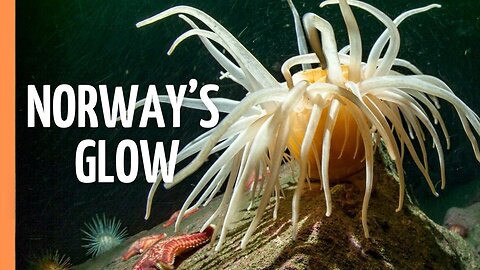 GLOWING MONSTERS: Secret Life of Arctic Fjords | Full Episode