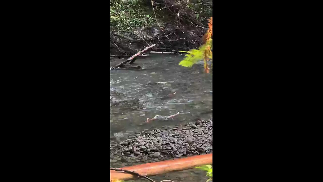 Salmon_Swims_Up_Stream😎