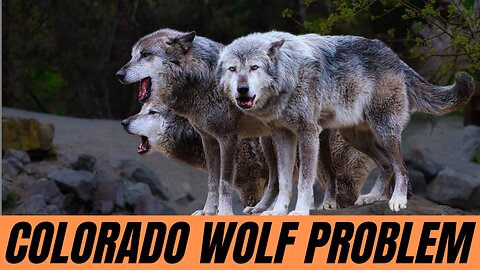 Colorado Wolves: The TRUTH About Importing KILLERS