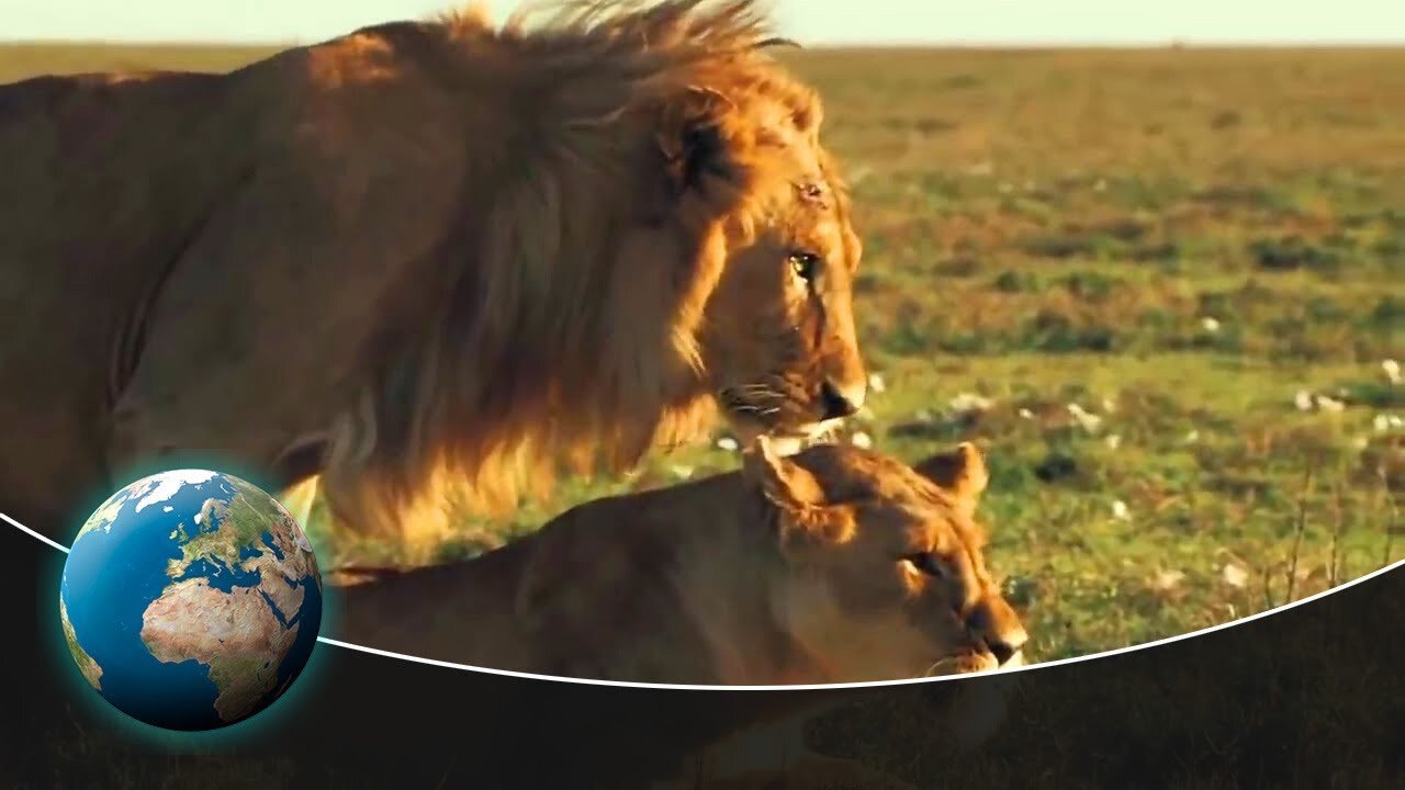 Amazing nature: Born to hunt - Kill to survive