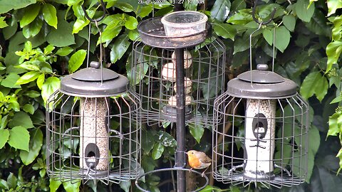 Robins! Hiding and Eating Mealworms