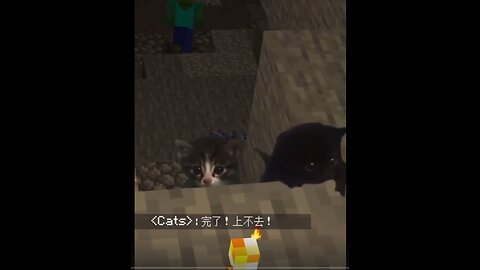 Cute Cat Vids #4