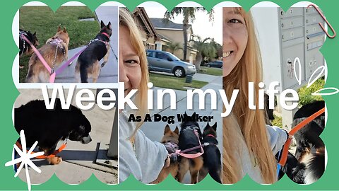WEEK IN MY LIFE as a Dog walker