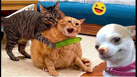 Dogs vs Gravity – Funny Fails You Can’t Stop Watching!