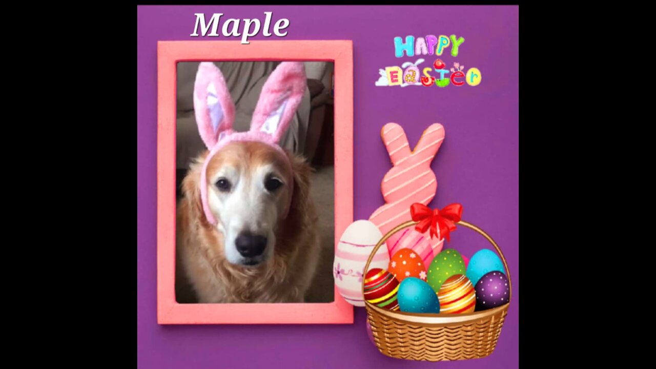 Woofs & Wags: Graphics for Furry Friends - Easter 2025