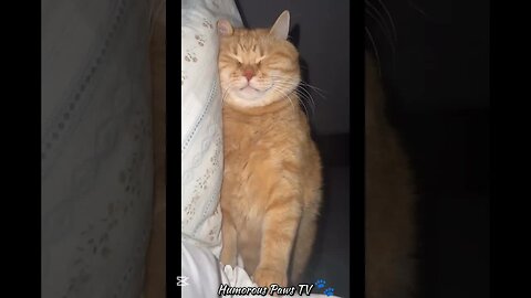 Pets Who Turned Everyday Moments Into Laughs!
