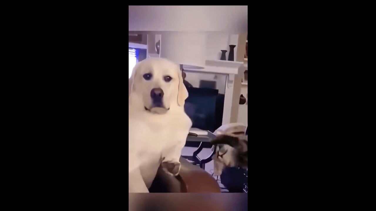 When Cats and Dogs Become Drama Queens