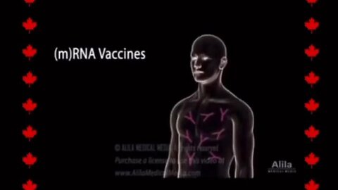 What mRNA vaccines really do to the body