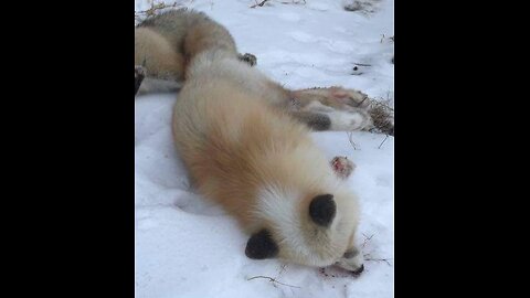 How To - Fleshing Red Fox