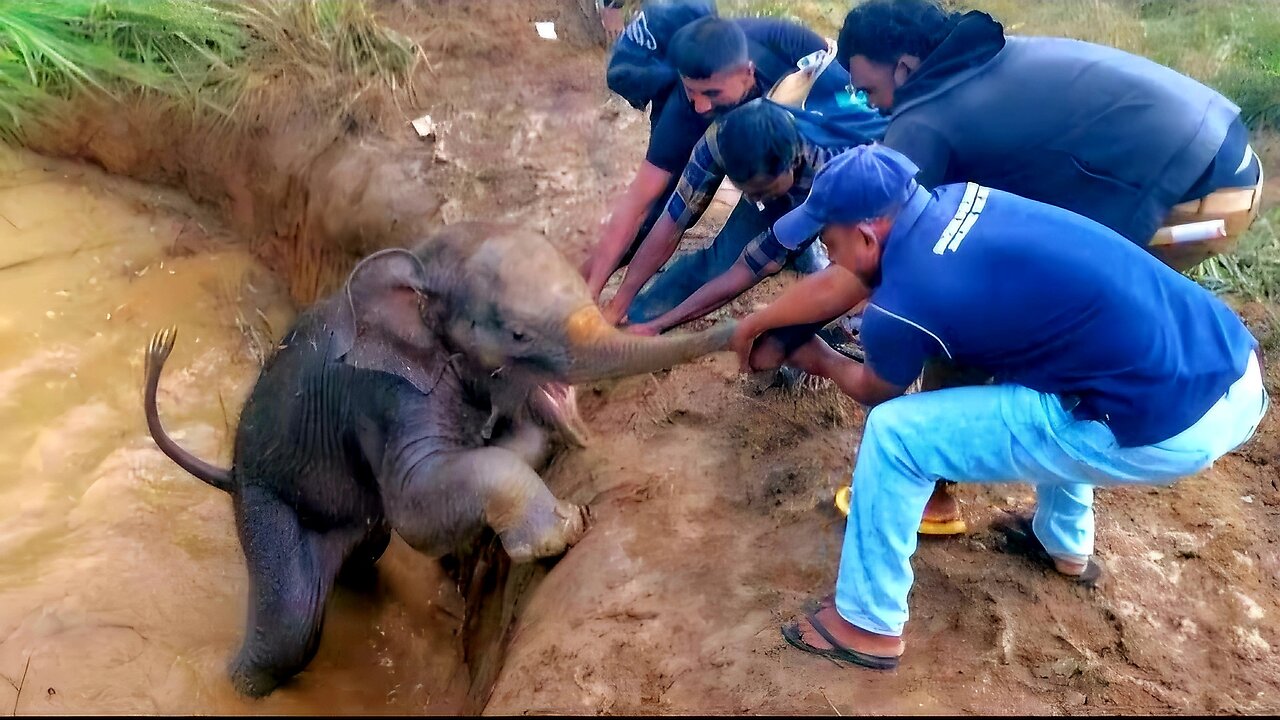Elephant mother and baby rescue mission😍😍