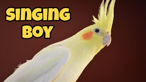 Cute Cockatiel Singing so Sweetly