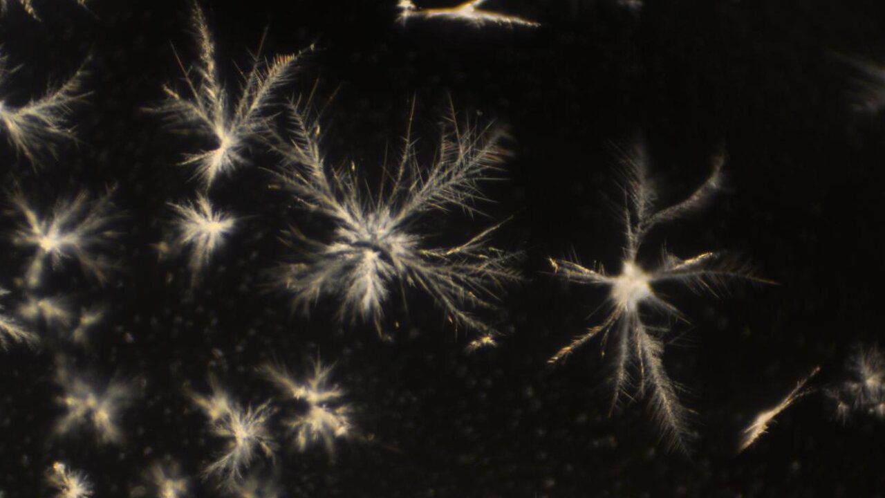 "Calcium Flakes" To Pseudoplant Life