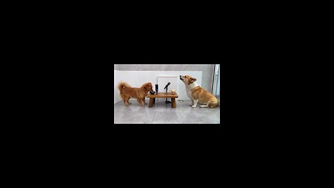 the dogs drunk milk and began to sing😂😍#funnydog #qutedog