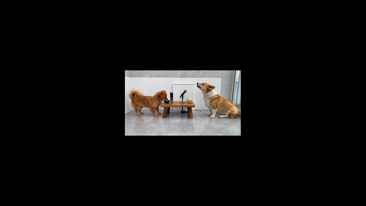 the dogs drunk milk and began to sing😂😍#funnydog #qutedog