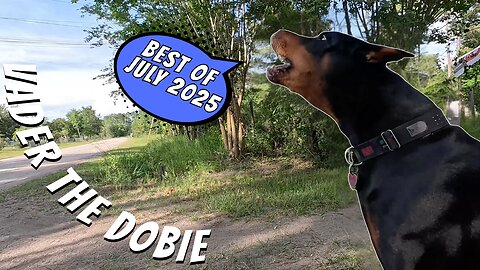 Top 5 Doberman Moments of July 2025! 🌟🐾 | Best of Vader the Dobie