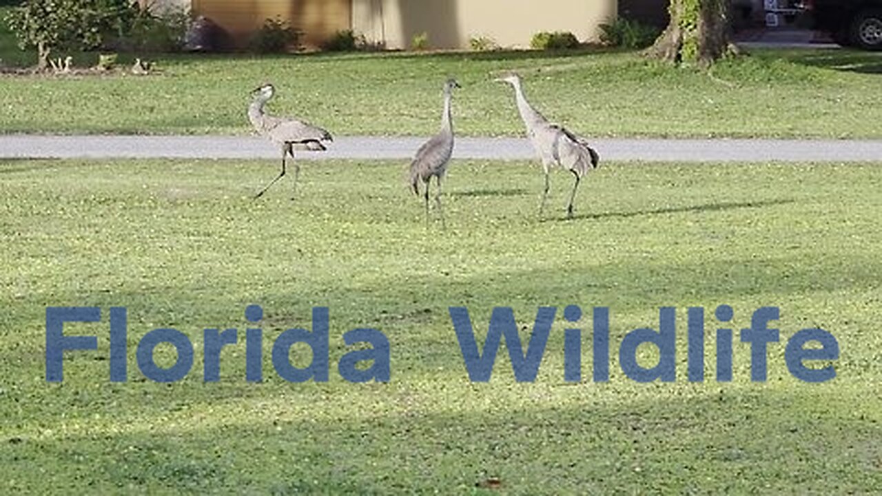 Wildlife Central Florida