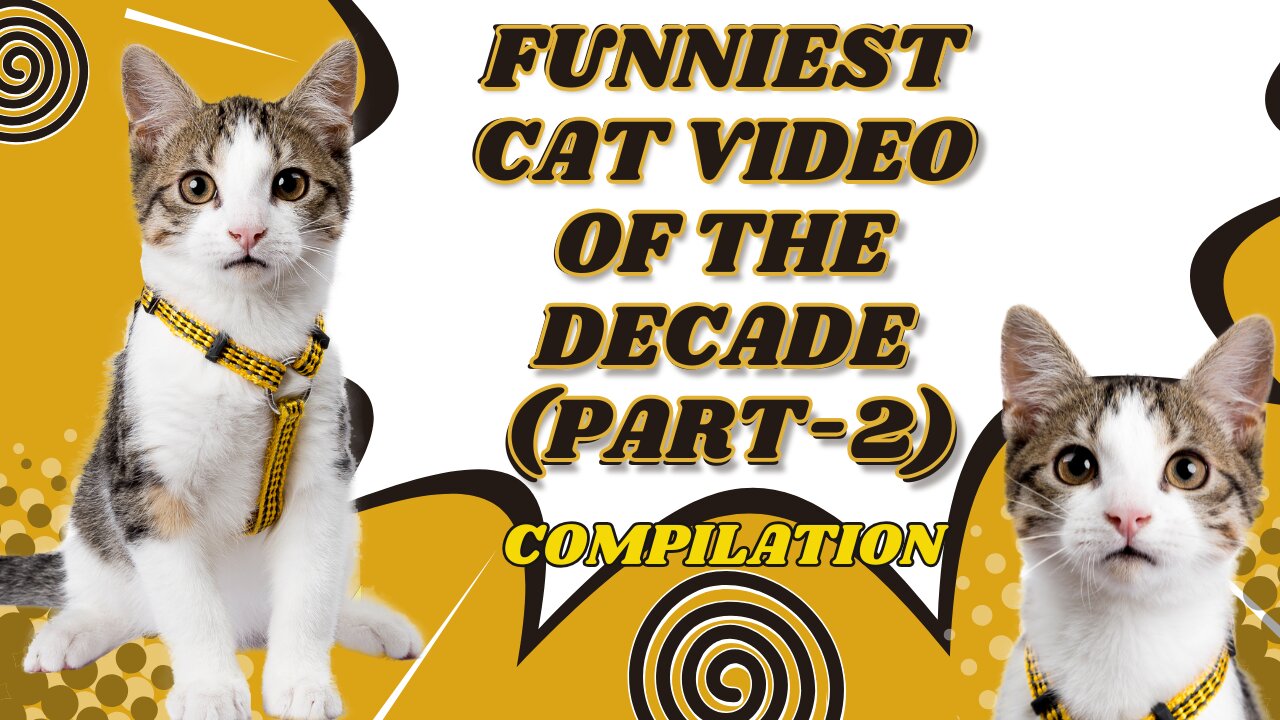 Funniest Cat Video Compilation of the Decade (Part-2)