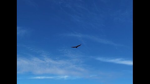 🦅 Higher And Higher - Jackie Wilson 🦅