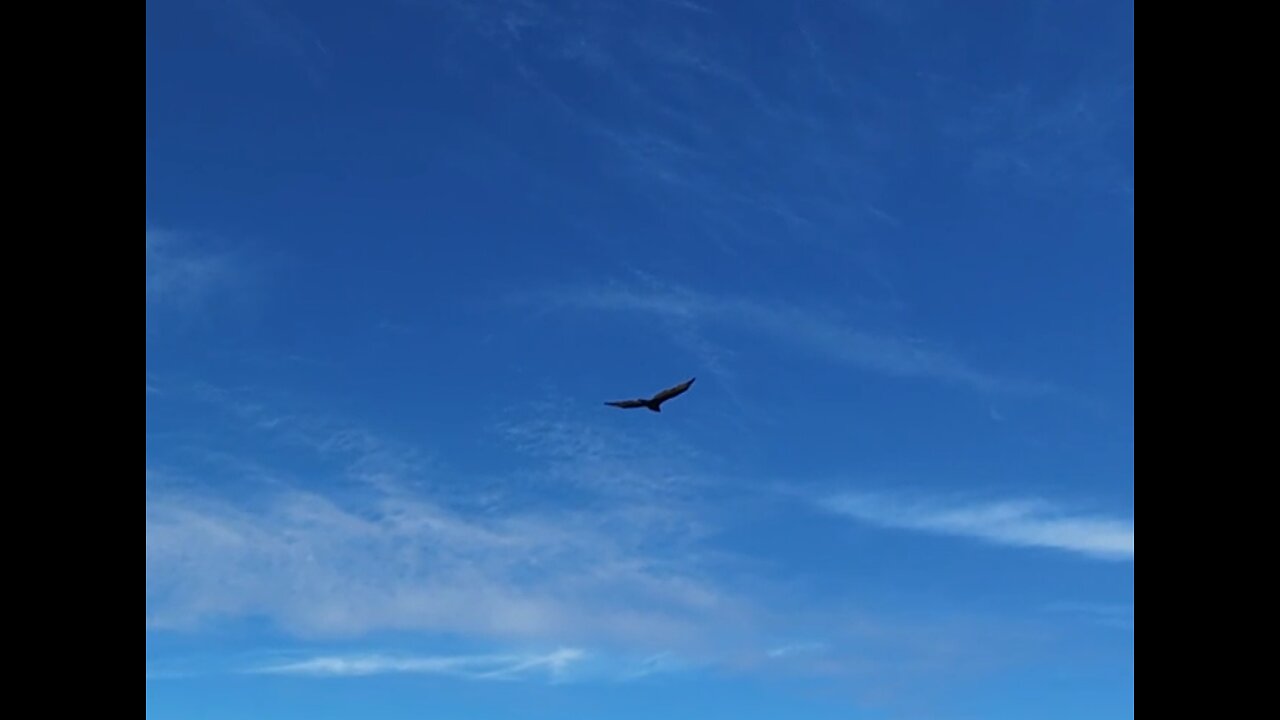 🦅 Higher And Higher - Jackie Wilson 🦅