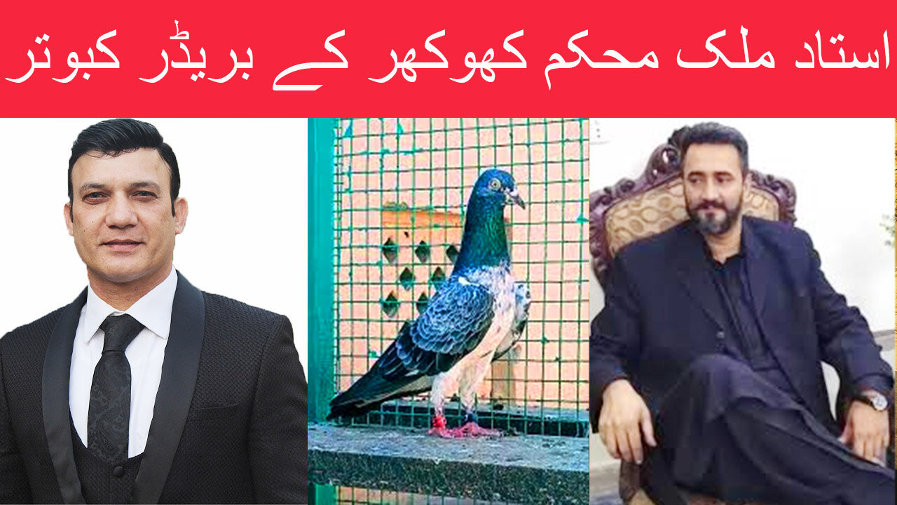 Ustad Malik Mohkam Khokhar Breeder Pigeons Last Part Watch In HD Urdu/Hindi
