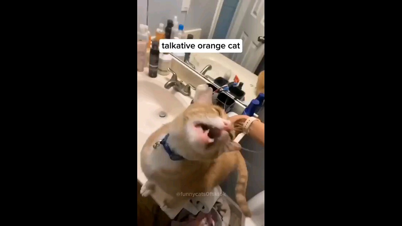 just cats being cats part 3