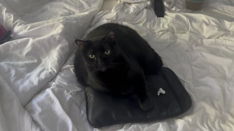 Trust No One but Cat