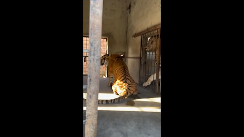 It is difficult to determine which animal is more powerful in terms of aggression as it can vary