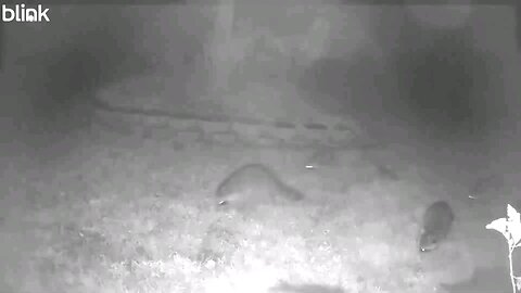 A Raccoon Family