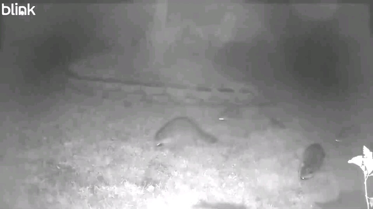 A Raccoon Family