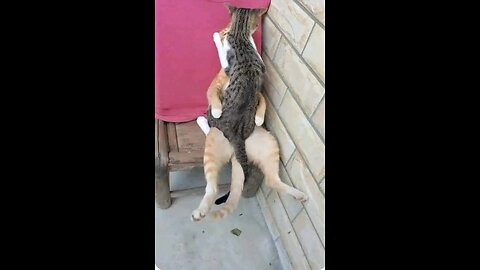 My Cat Does Incredible Things! (Crazy Cat Moments)