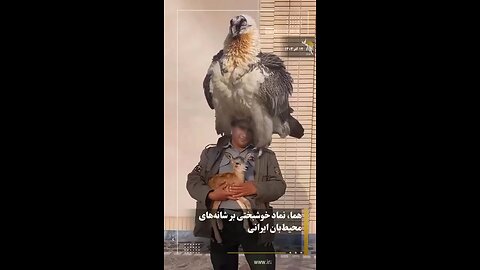 big bird
