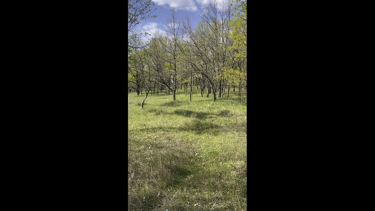 Forest and birds singing