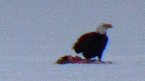 Bald Eagle
