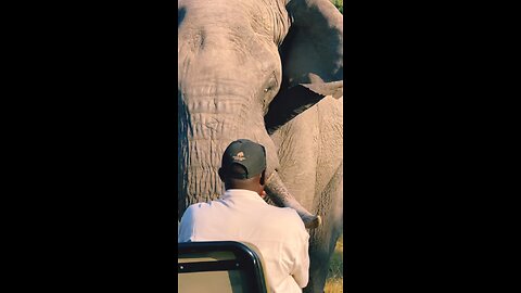 The Curiosity Of The Large Male Elephant