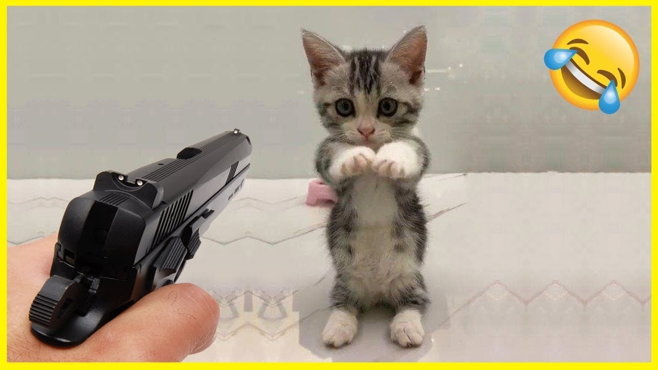 Kitten’s Hilarious Stick-Up! 😂🐾 60 Seconds of Laughs!