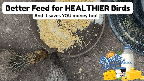 Whey-Soaked Fermented Grains for Poultry: Save Money & Boost Protein! 🐓🦆