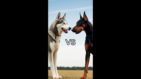 Rottweiler Puppy vs Pitbull puppy (German Shepherd, Husky, Doberman, labrador, Pointer)