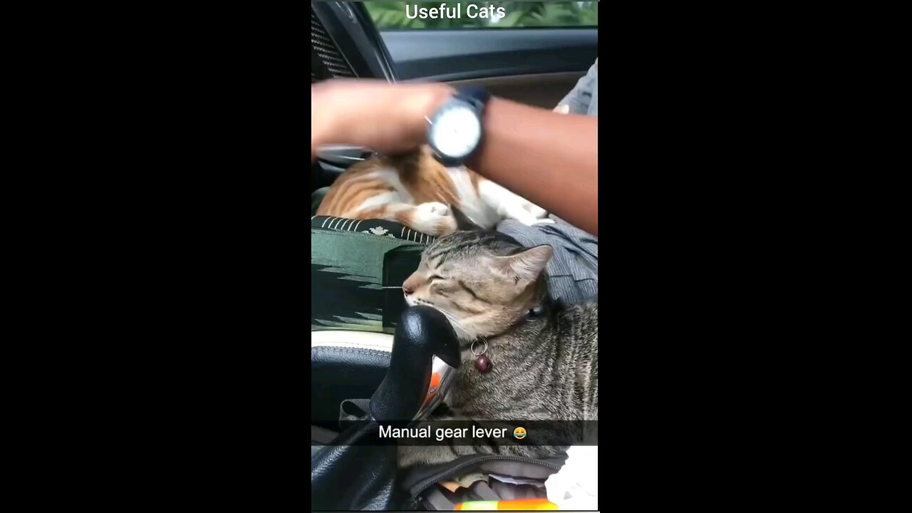Useful Cats