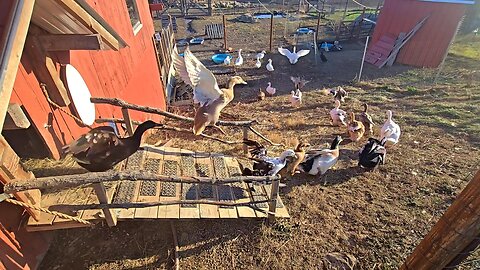 December Barn Opening! _ Homestead Updates! // Whitt Acres