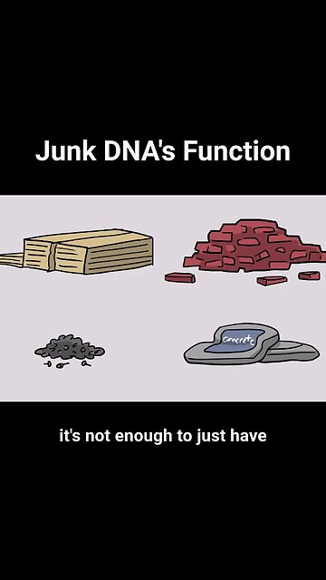 Junk DNA Debunked- non coding DNA has a function