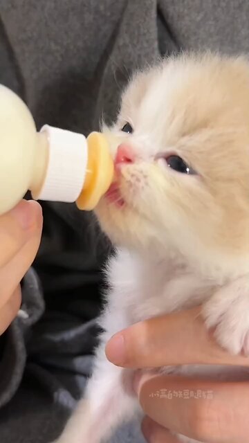 Cute kitty can't stop drinking milk.. #kitten #cat