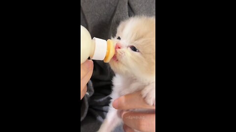 Cute kitty can't stop drinking milk.. #kitten #cat