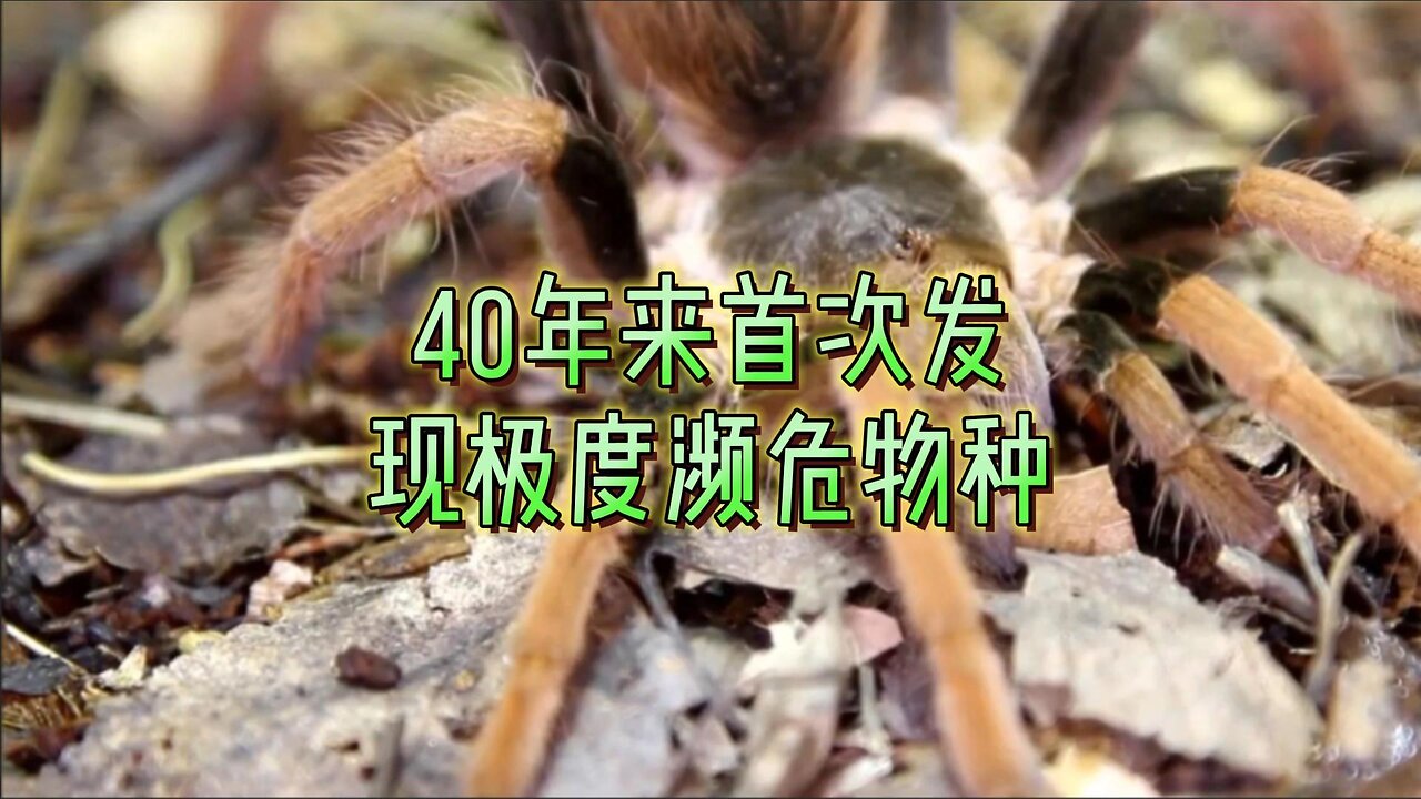 40年来首次发现极度濒危物种