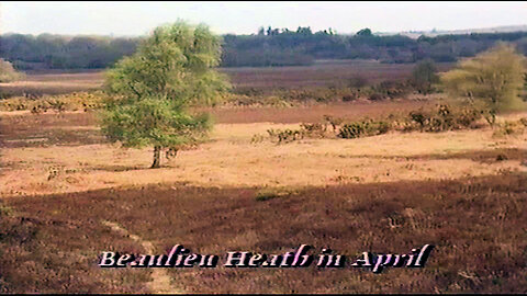 Beaulieu Heath in April 1989