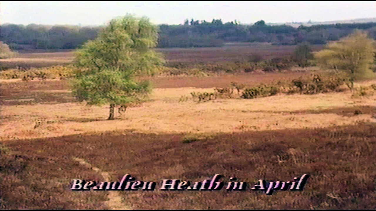 Beaulieu Heath in April 1989