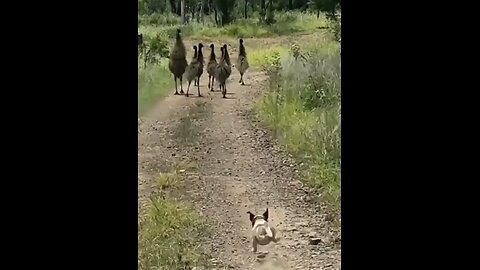 funny videos animal