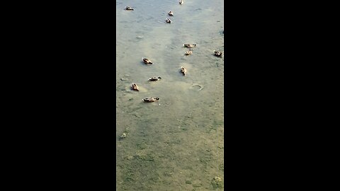 Mallard Ducks 🦆 #mallardducks #followme #ducks #shorts #viral #trending