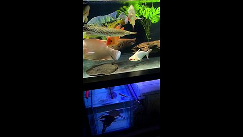 power full preadir fish